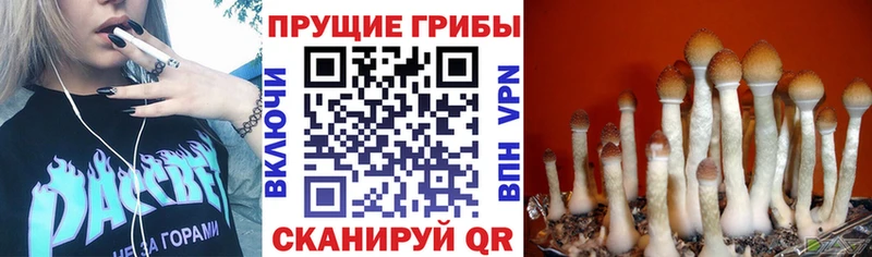 Псилоцибиновые грибы Cubensis Павловск
